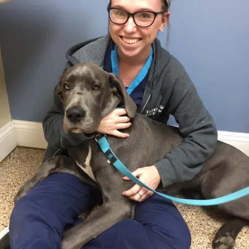  Dog laying on floor in hands of employee