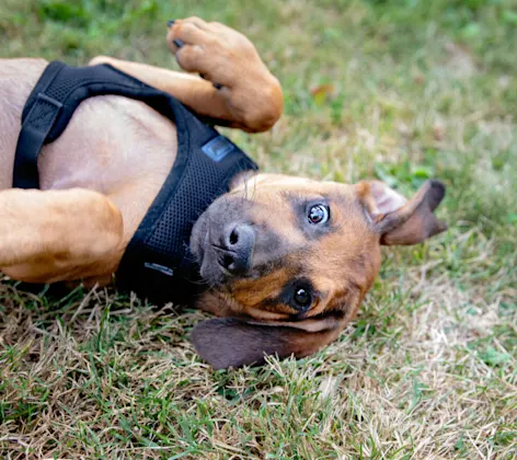A dog laying on its back A dog laying on its back