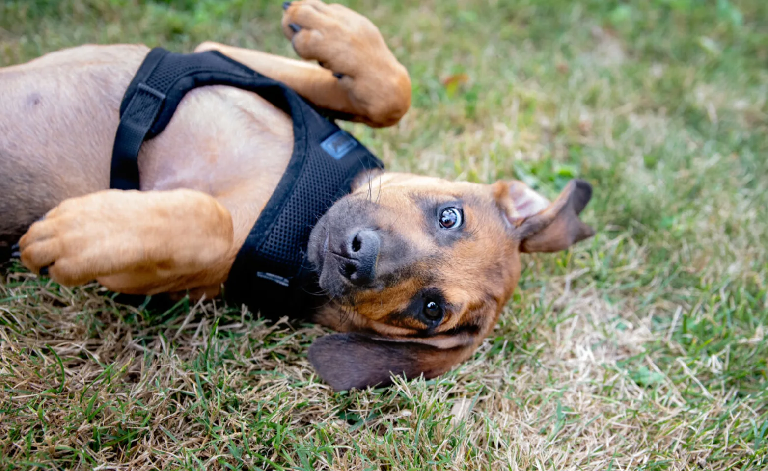 A dog laying on its back A dog laying on its back