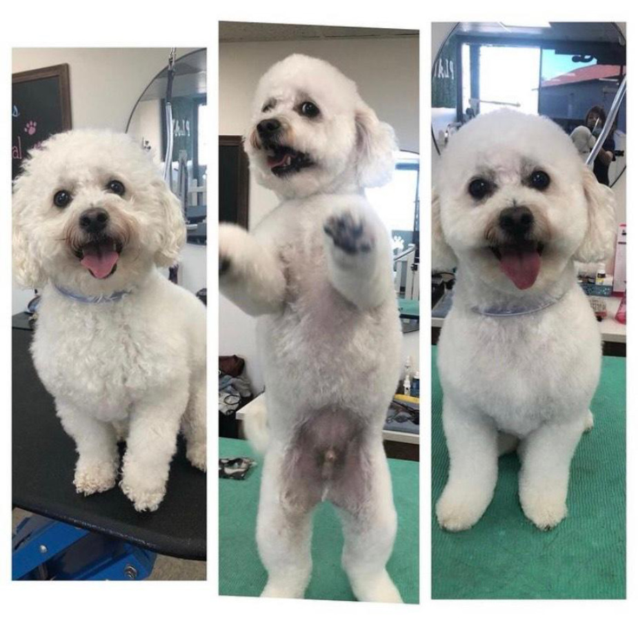 Three pictures of white dog