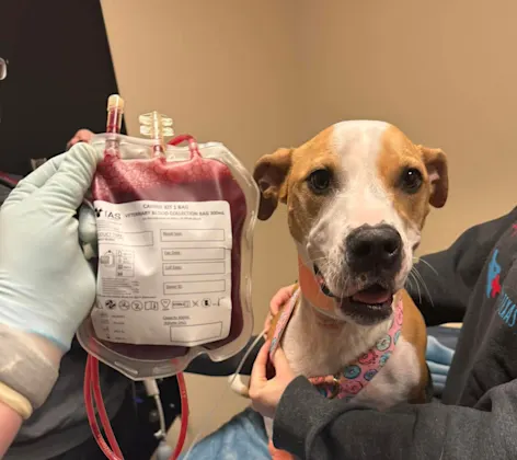 Dog posing next to a bag full of donated blood Dog posing next to a bag full of donated blood