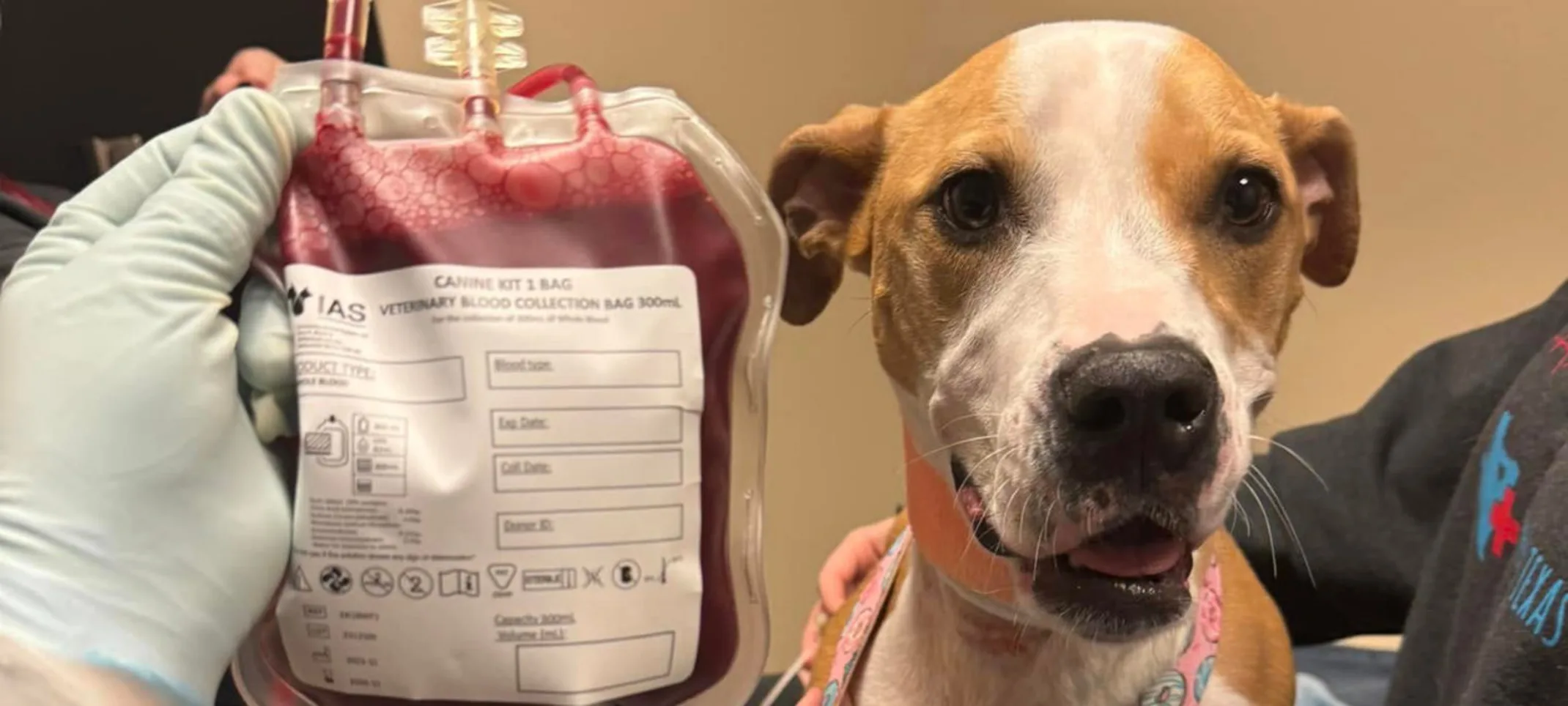 Dog posing next to a bag full of donated blood Dog posing next to a bag full of donated blood