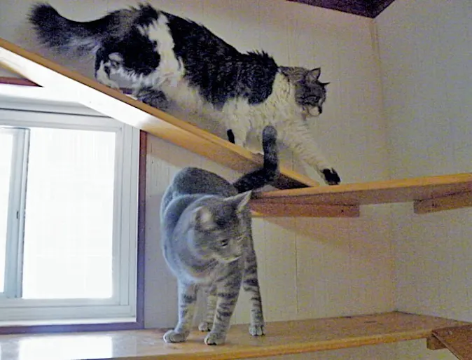 Cats playing in one of our multi-level suites! cats playing