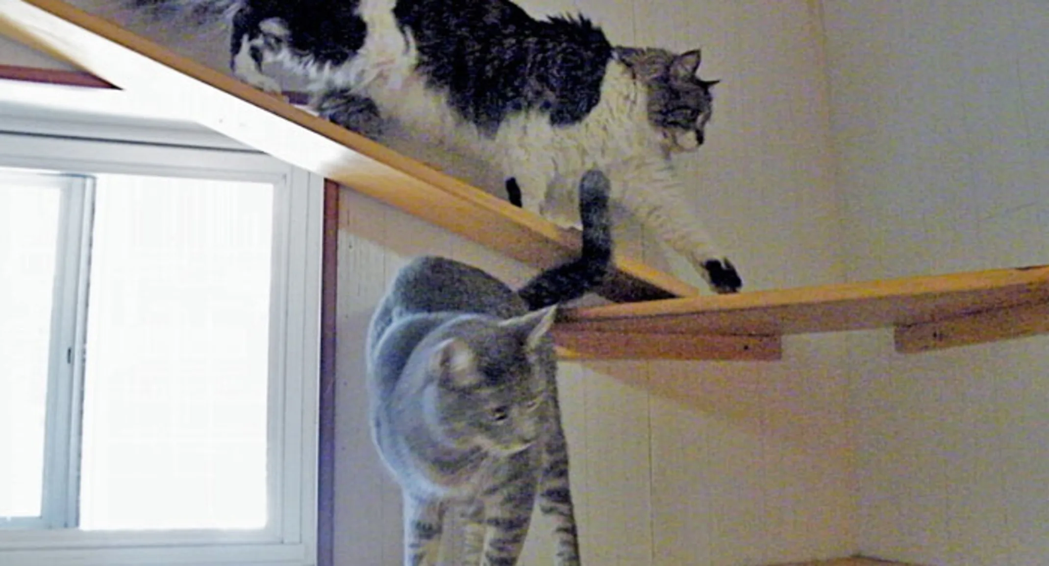 Cats playing in one of our multi-level suites! cats playing