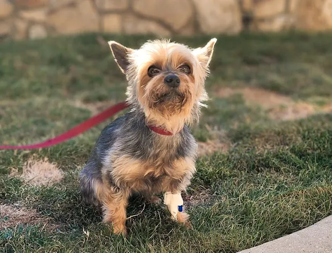 Yorkie sitting outside on a leash. Yorkie sitting outside on a leash.
