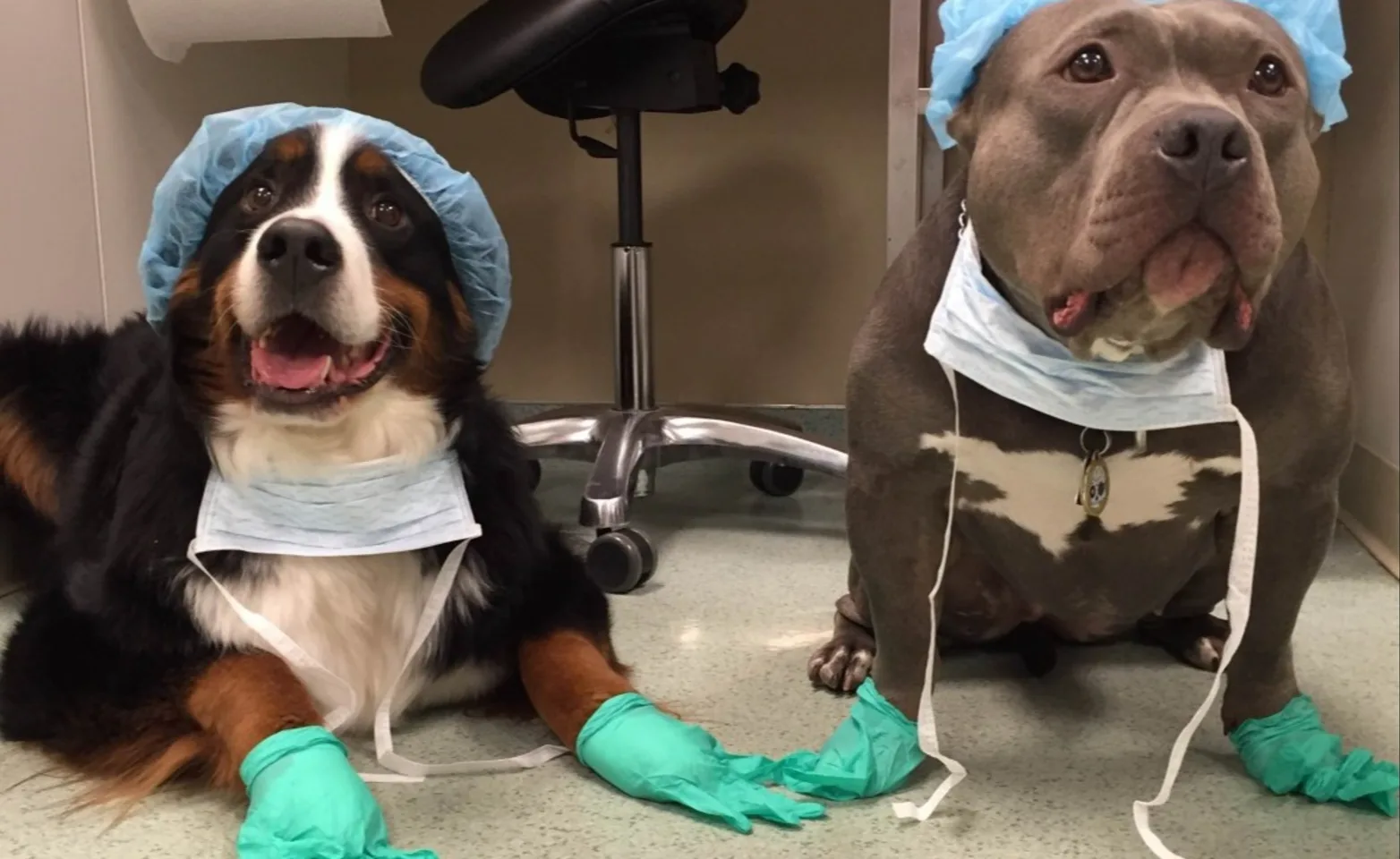 Dogs in hospital apparel gear