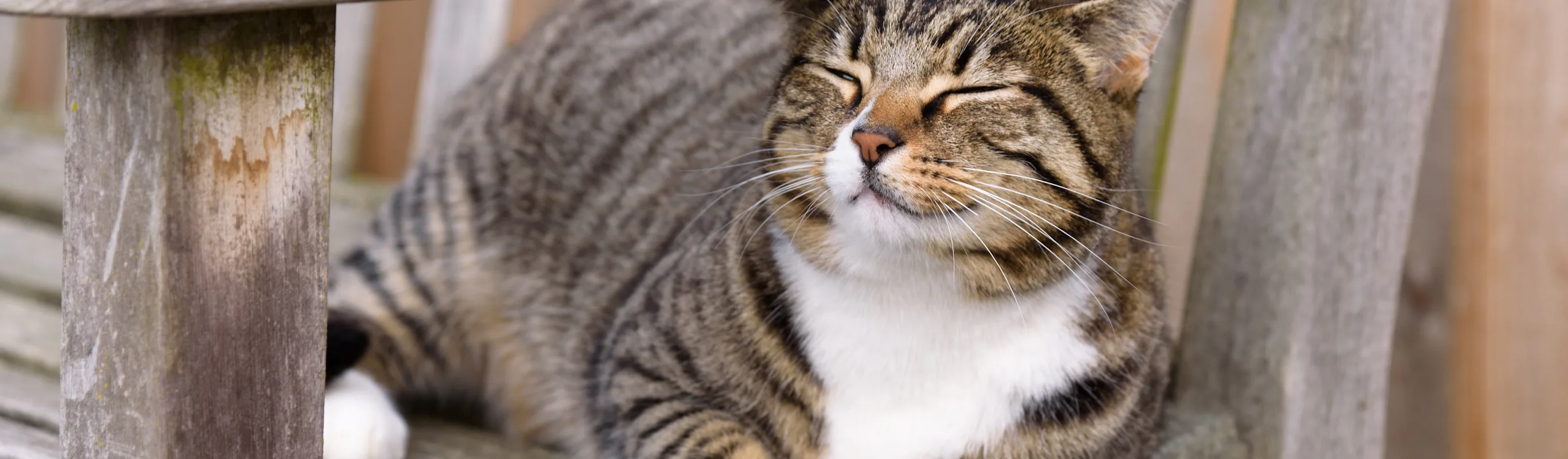 Cat sitting on a wooden chair Cat sitting on a wooden chair