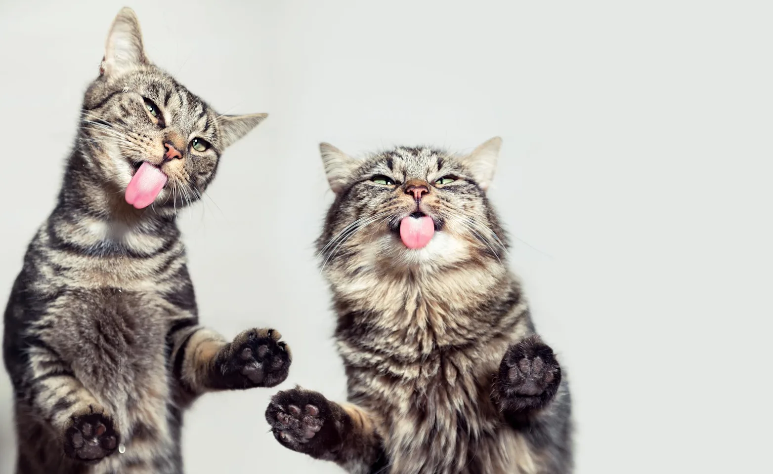 Two cats with their tongues out Two cats with their tongues out
