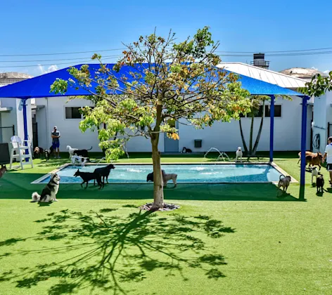 Lauderdale Pet Lodge Pool Area Lauderdale Pet Lodge Pool Area