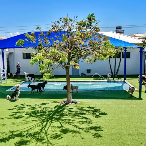 Lauderdale Pet Lodge Pool Area Lauderdale Pet Lodge Pool Area