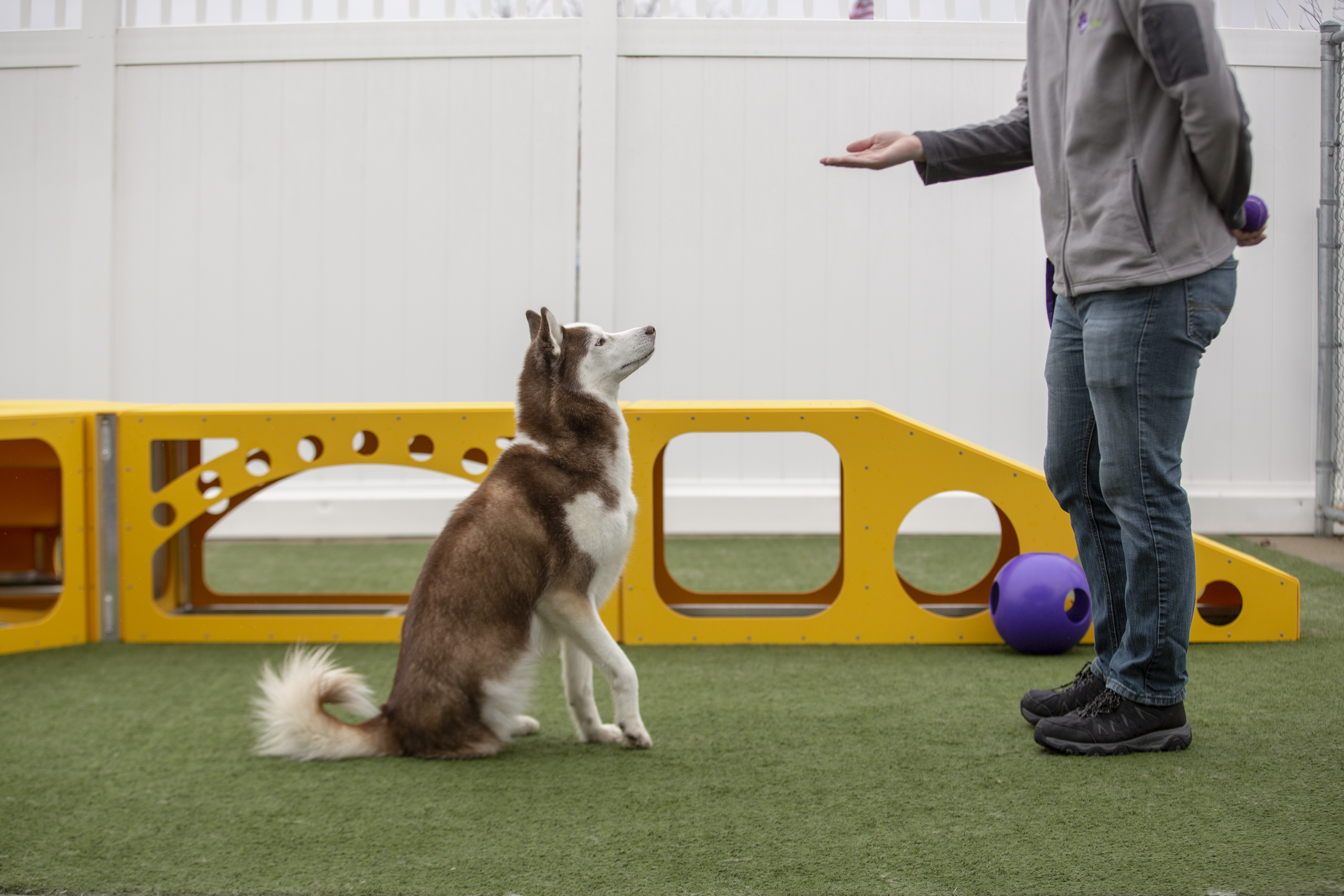 Dog store training daycare