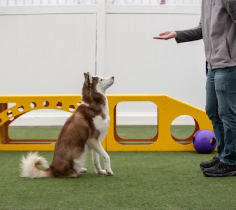 dog training dog training