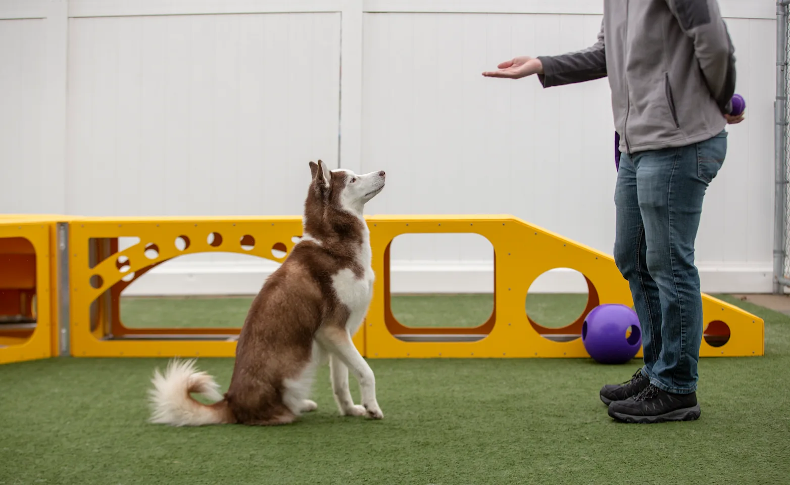 dog training dog training