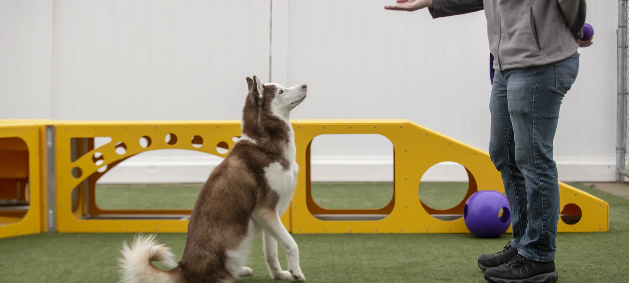 dog training dog training