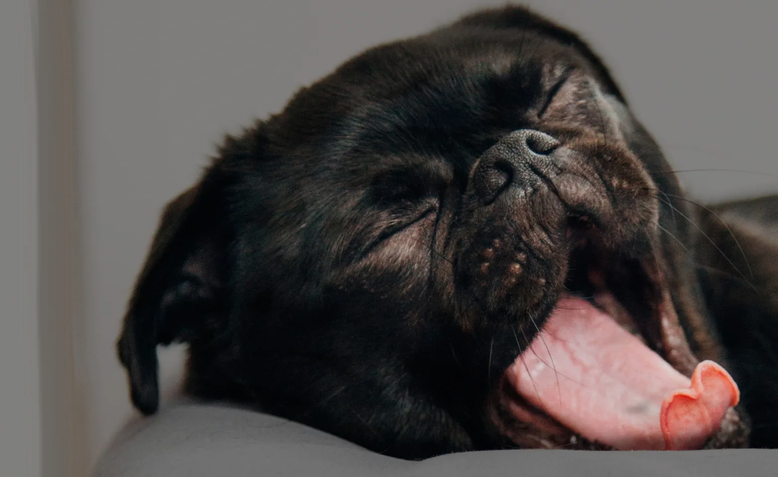 Small black pug puppy yawning.