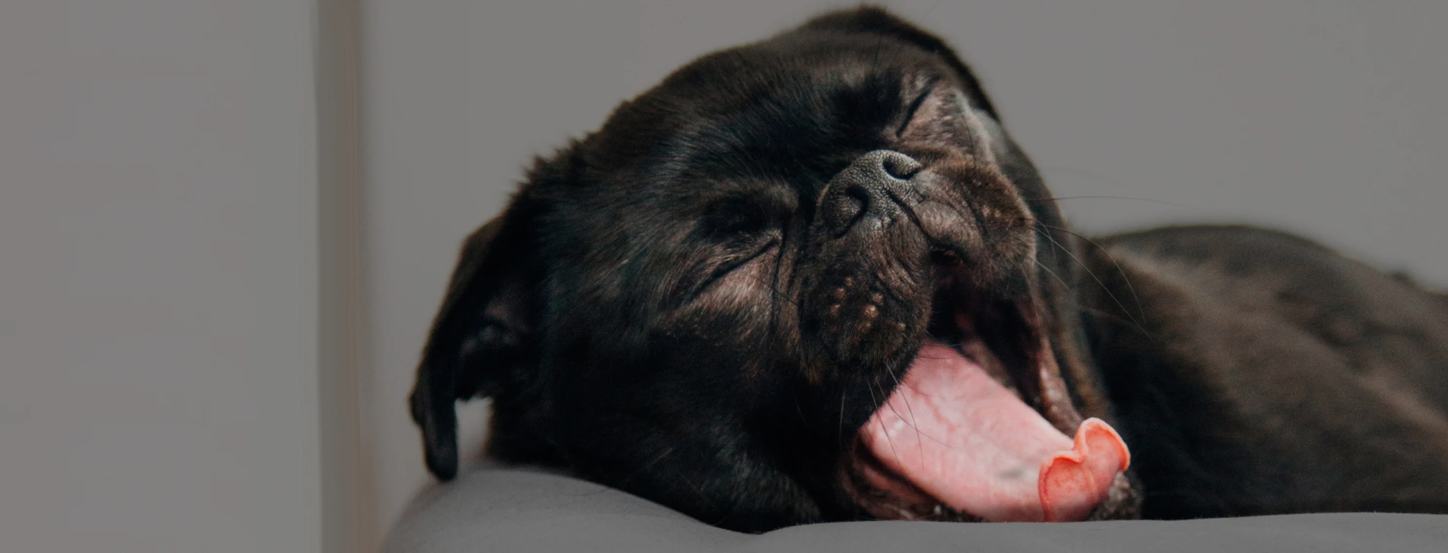 Small black pug puppy yawning.