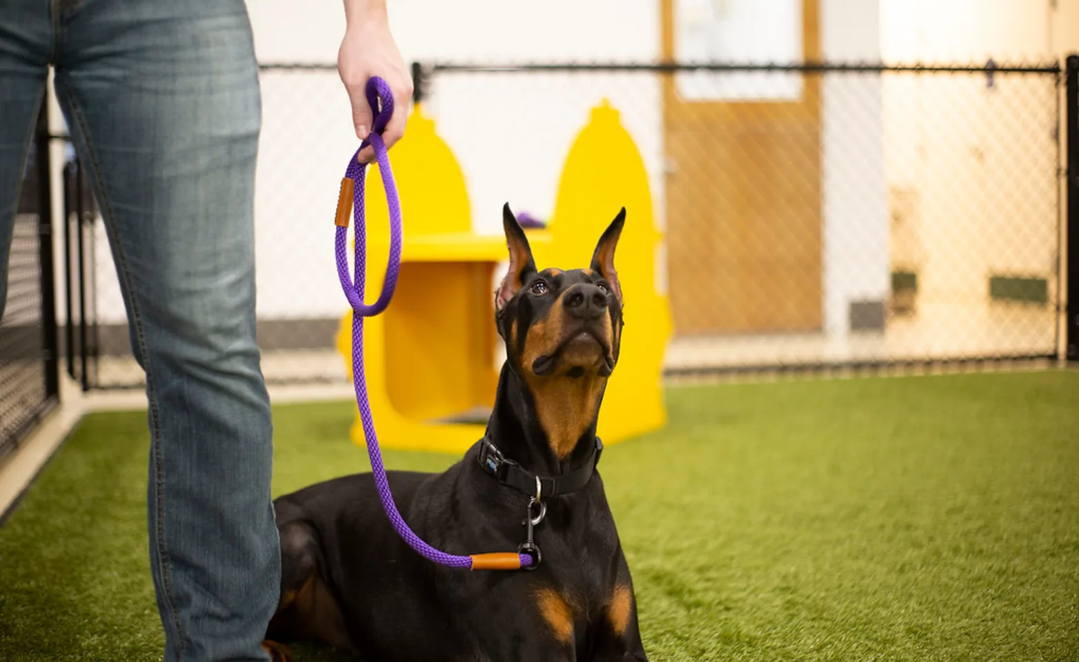 Dog and trainer Dog and trainer