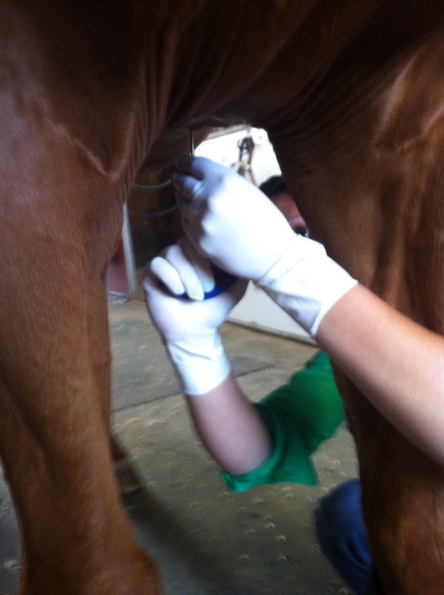 Veterinarian administering shock therapy to underside of horse
