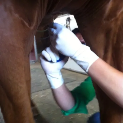 Veterinarian administering shock therapy to underside of horse
