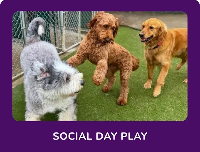 Dogs jumping around Dogs jumping around