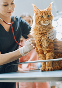 staff member listening to orange cat's heart