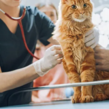 staff member listening to orange cat's heart staff member listening to orange cat's heart