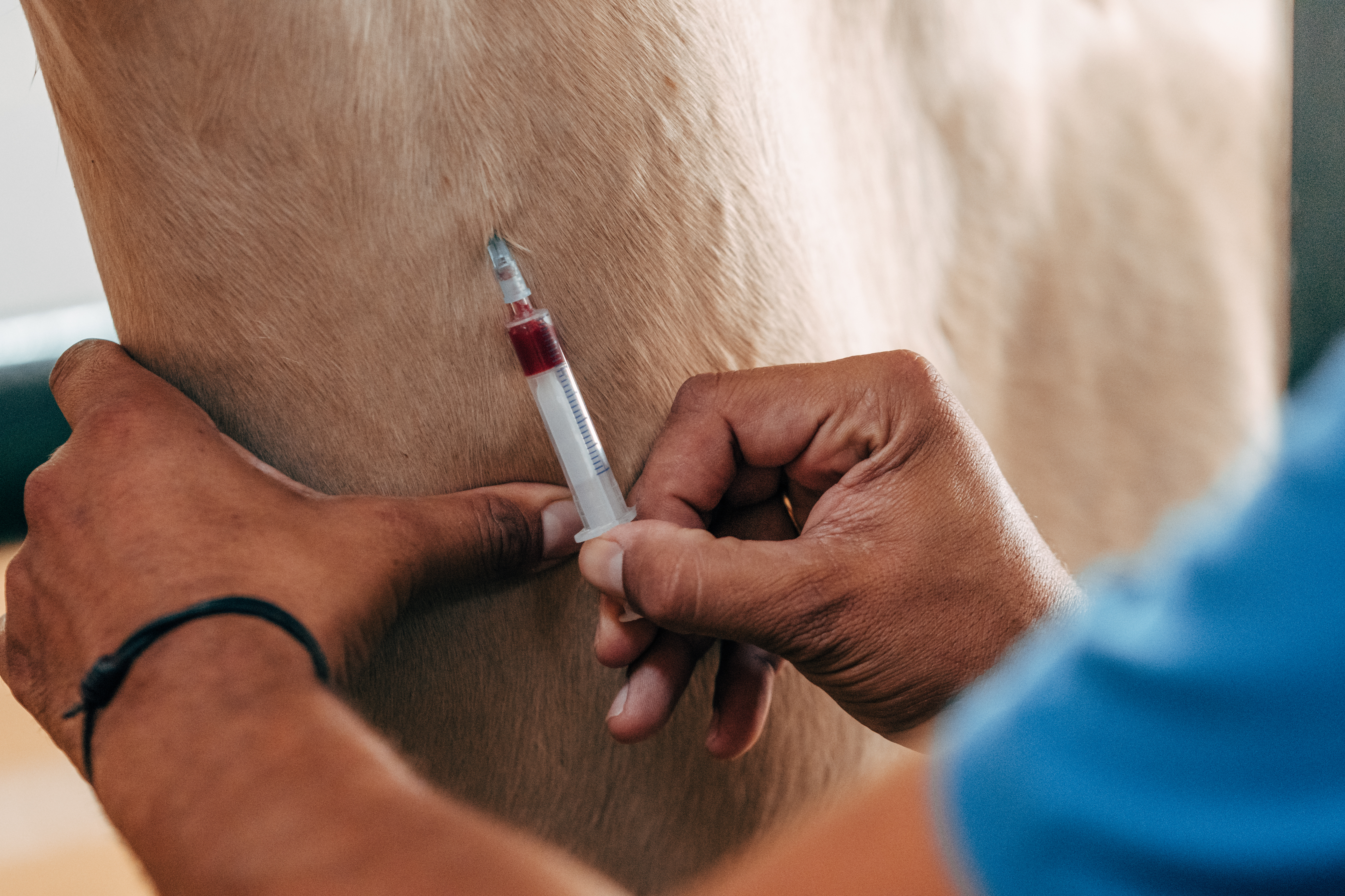Equine blood drawing