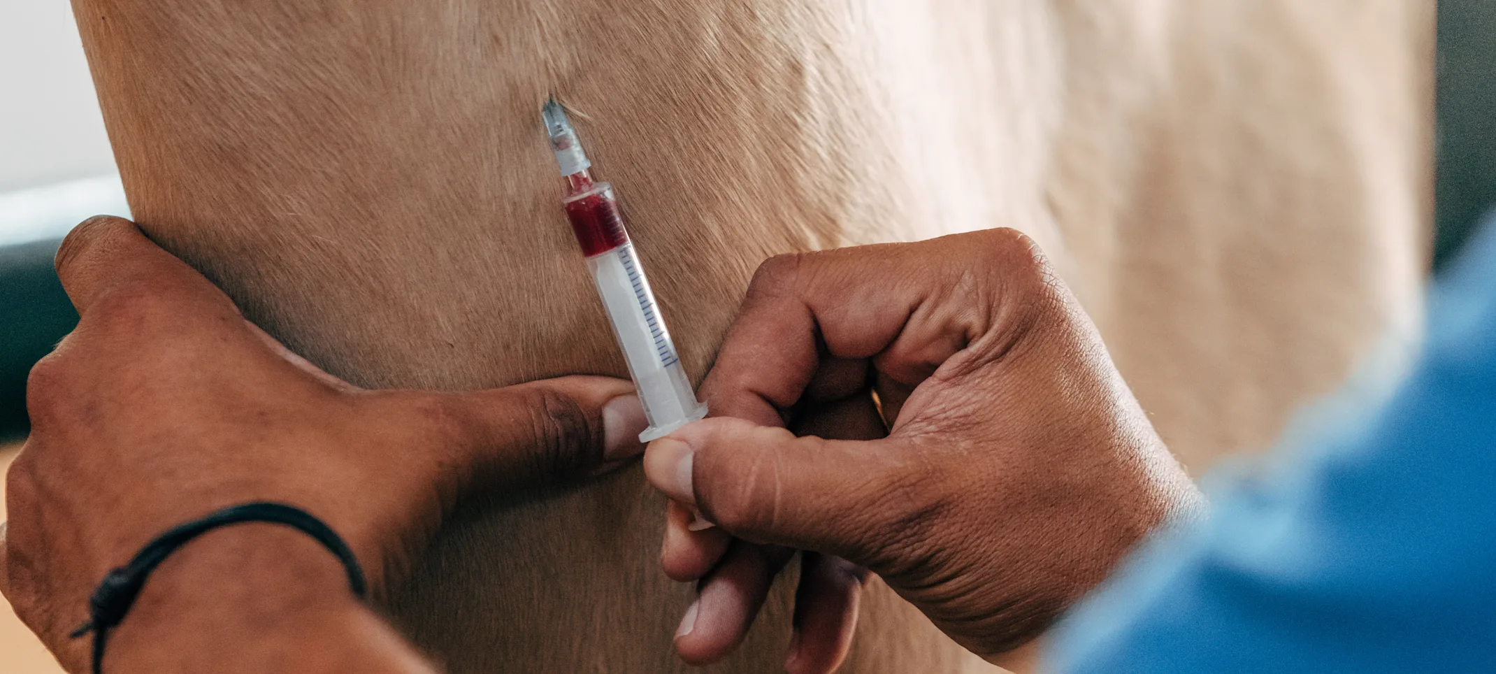 Equine blood drawing Equine blood drawing