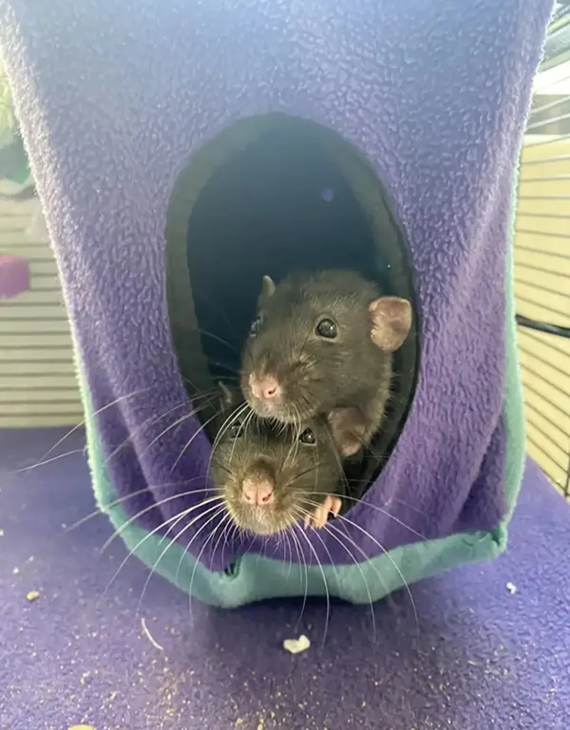 Bob and Tuxedo Bob and Tuxedo