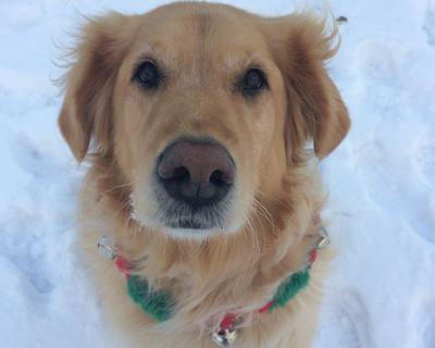 golden retriever in the snow