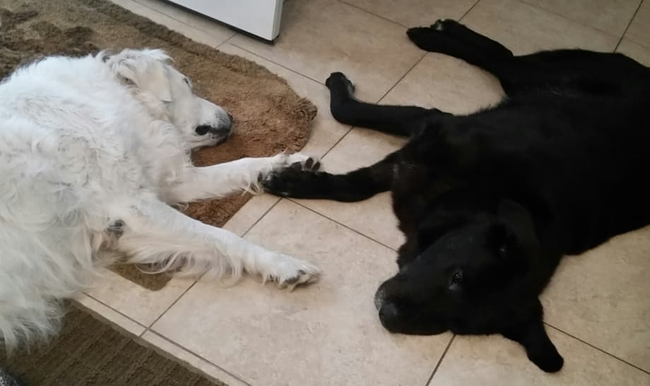 Maha and Care Bear, two big dogs, with their paws touching on the floor. 