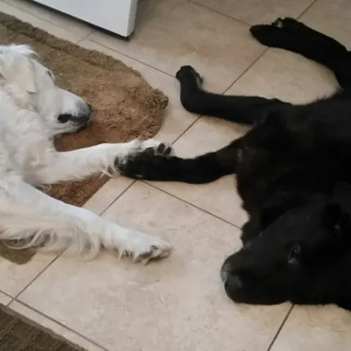 Maha and Care Bear, two big dogs, with their paws touching on the floor. 
