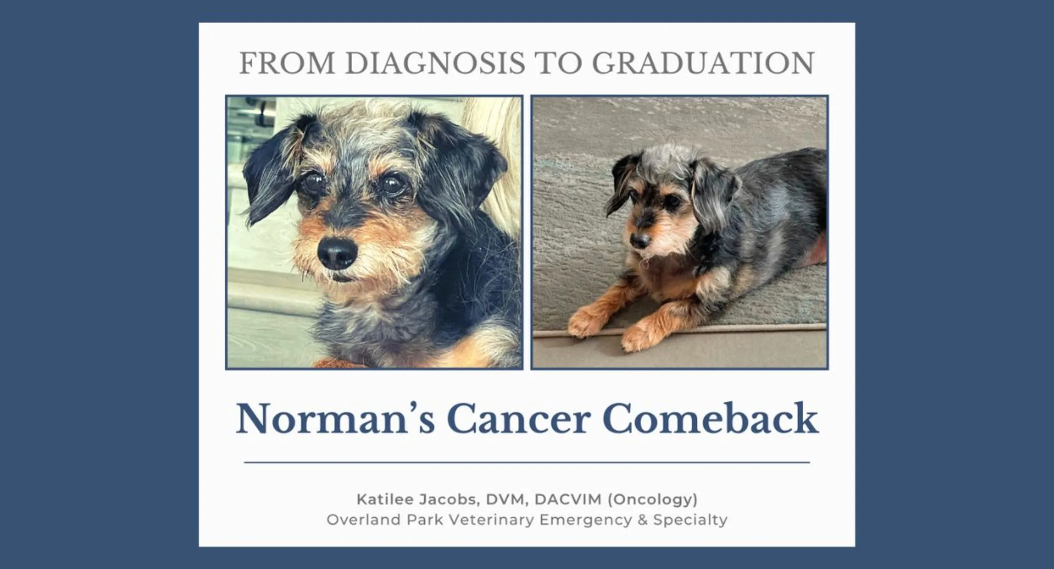 Picture of Norman, a sweet wirehaired Dachshund mix Picture of Norman, a sweet wirehaired Dachshund mix