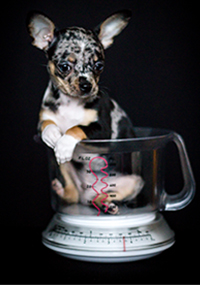 Frank the small dog in a measuring/weighing cup