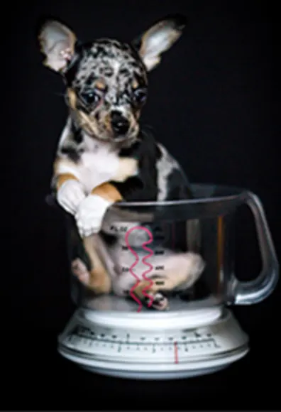 Frank the small dog in a measuring/weighing cup Frank the small dog in a measuring/weighing cup