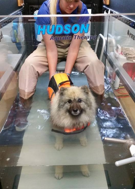 https://images.ctfassets.net/rt5zmd3ipxai/9PEK732H6oVubNxPTRH8D/4a6f5afc89bcc280c26c9b634b20d8da/Integrative_Veterinary_-_Hydrotherapy_2.jpg