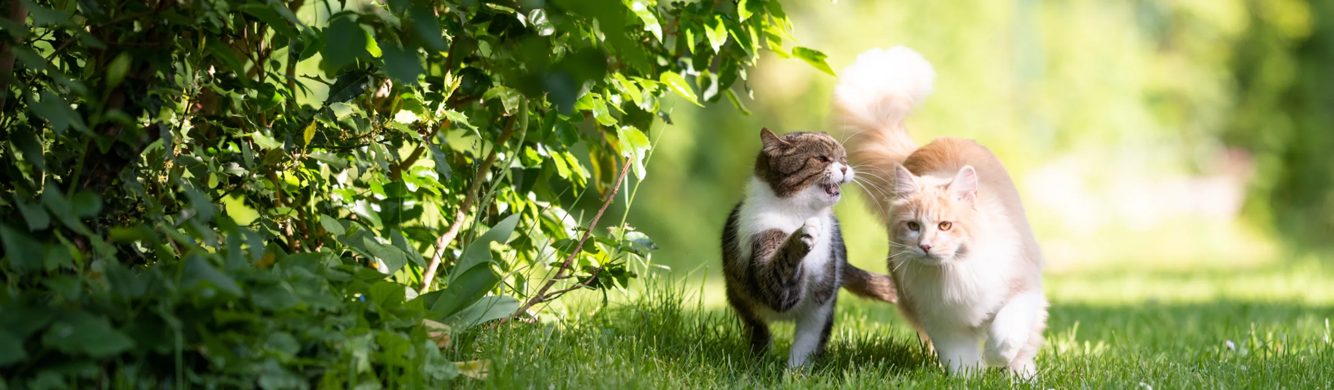 Cats in Forest Cats in Forest