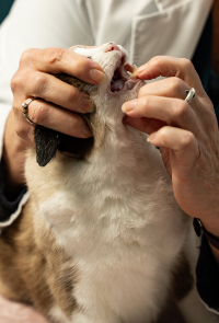 Veterinarian Checking Cat's Teeth