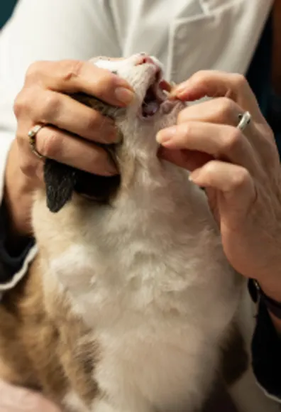 Veterinarian Checking Cat's Teeth Veterinarian Checking Cat's Teeth