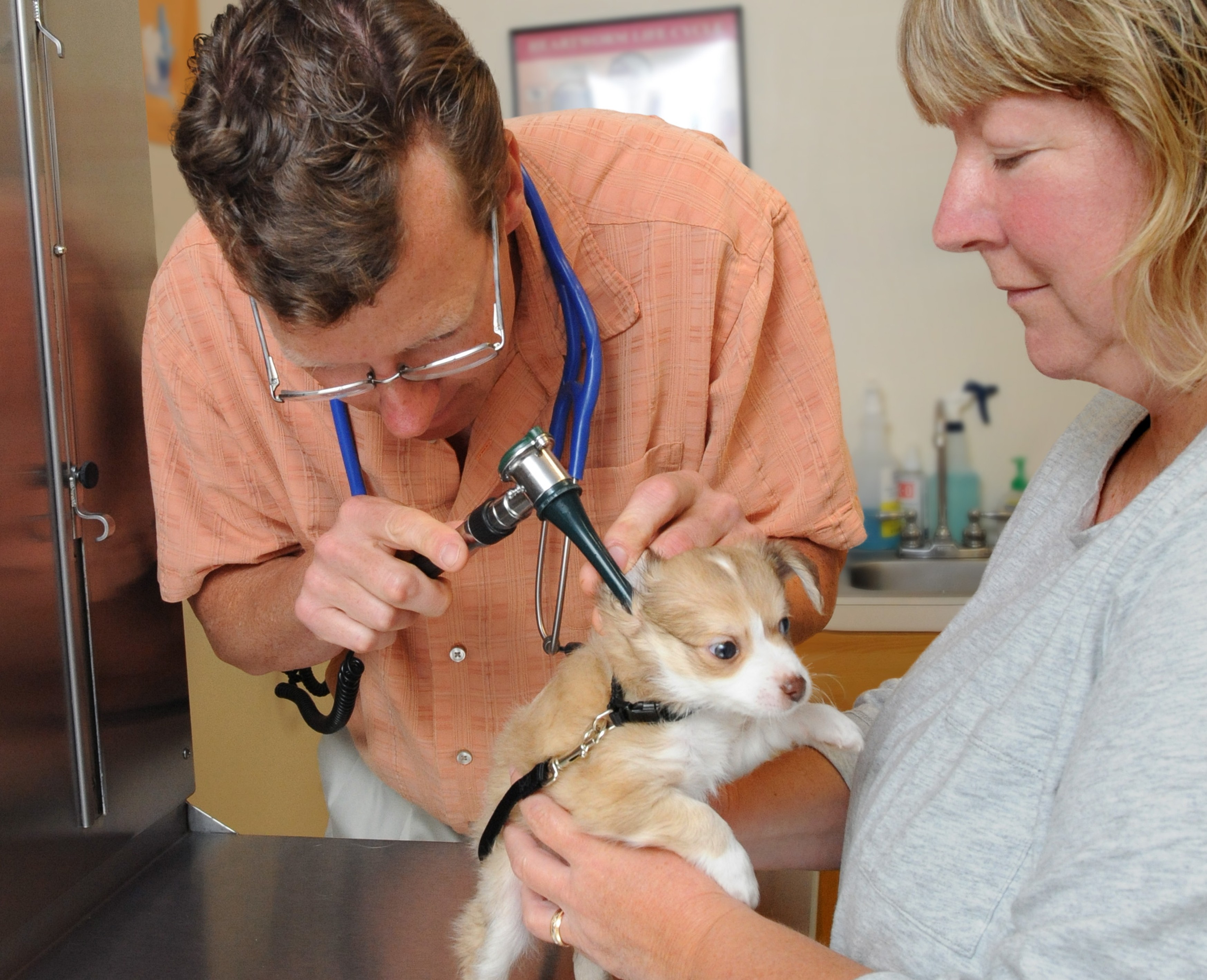 Dr. Brust and a staff member examining a small dog at Henniker Veterinary Hospital
