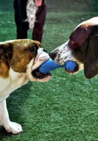 Dogs playing tug o war