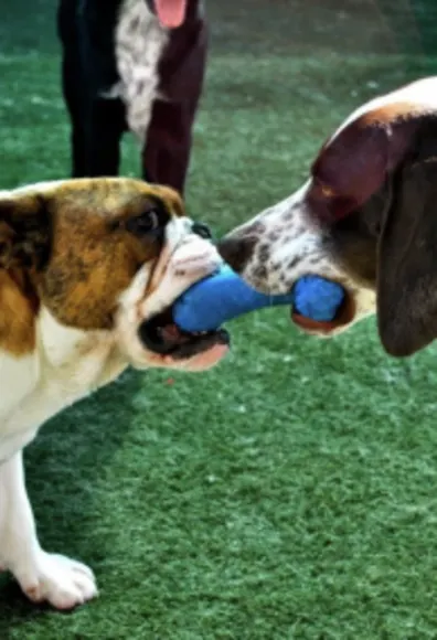 Dogs playing tug o war Dogs playing tug o war