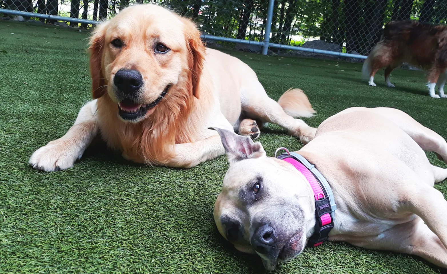 Dogs laying down outside Dogs laying down outside