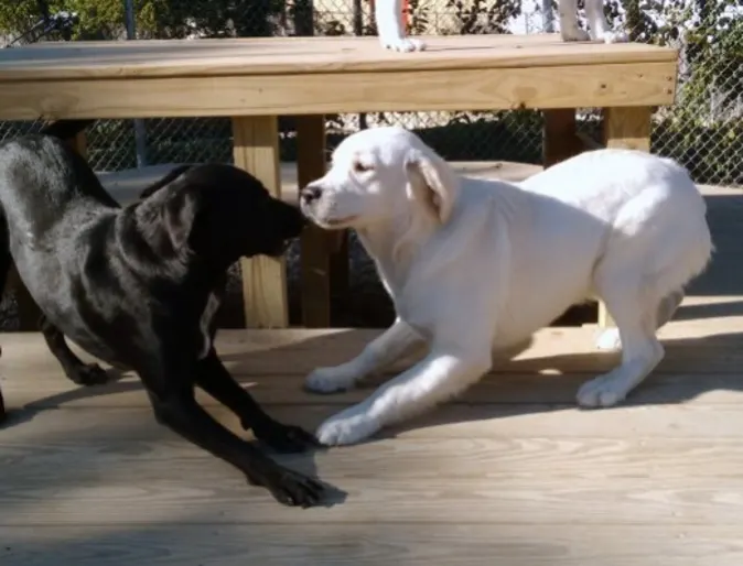 Two Dogs Meeting Two Dogs Meeting