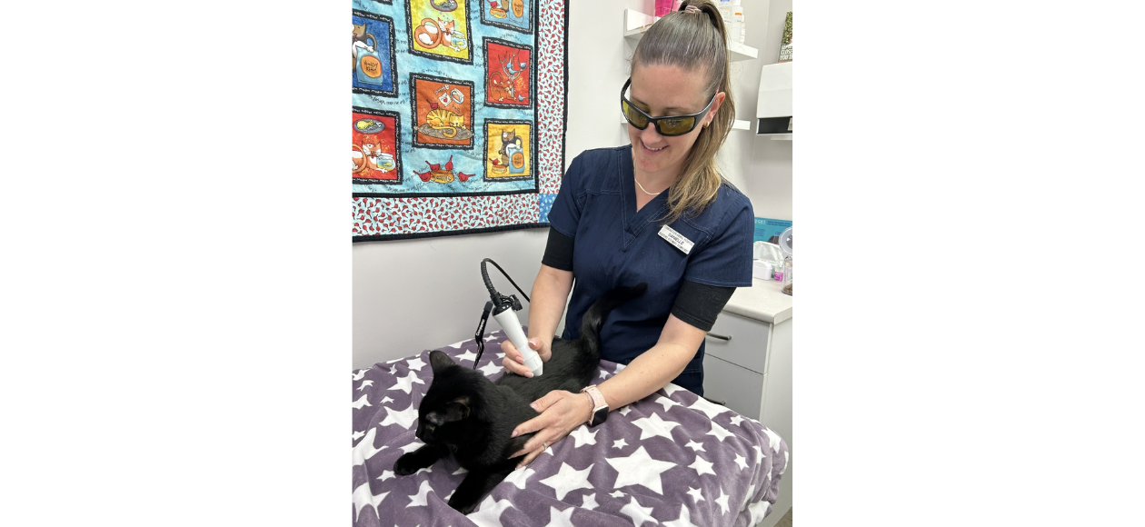 Laser Therapy at Tsawwassen Animal Hospital