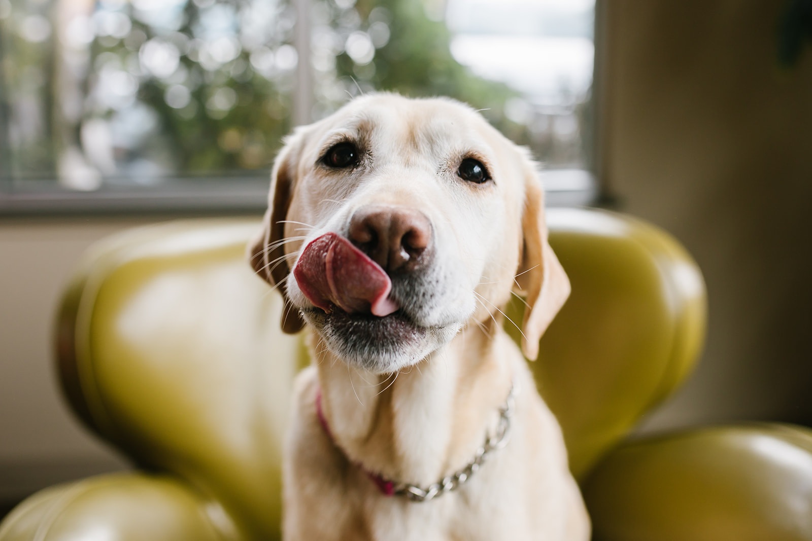 Dog sitting on a yellow chair with it's tongue out