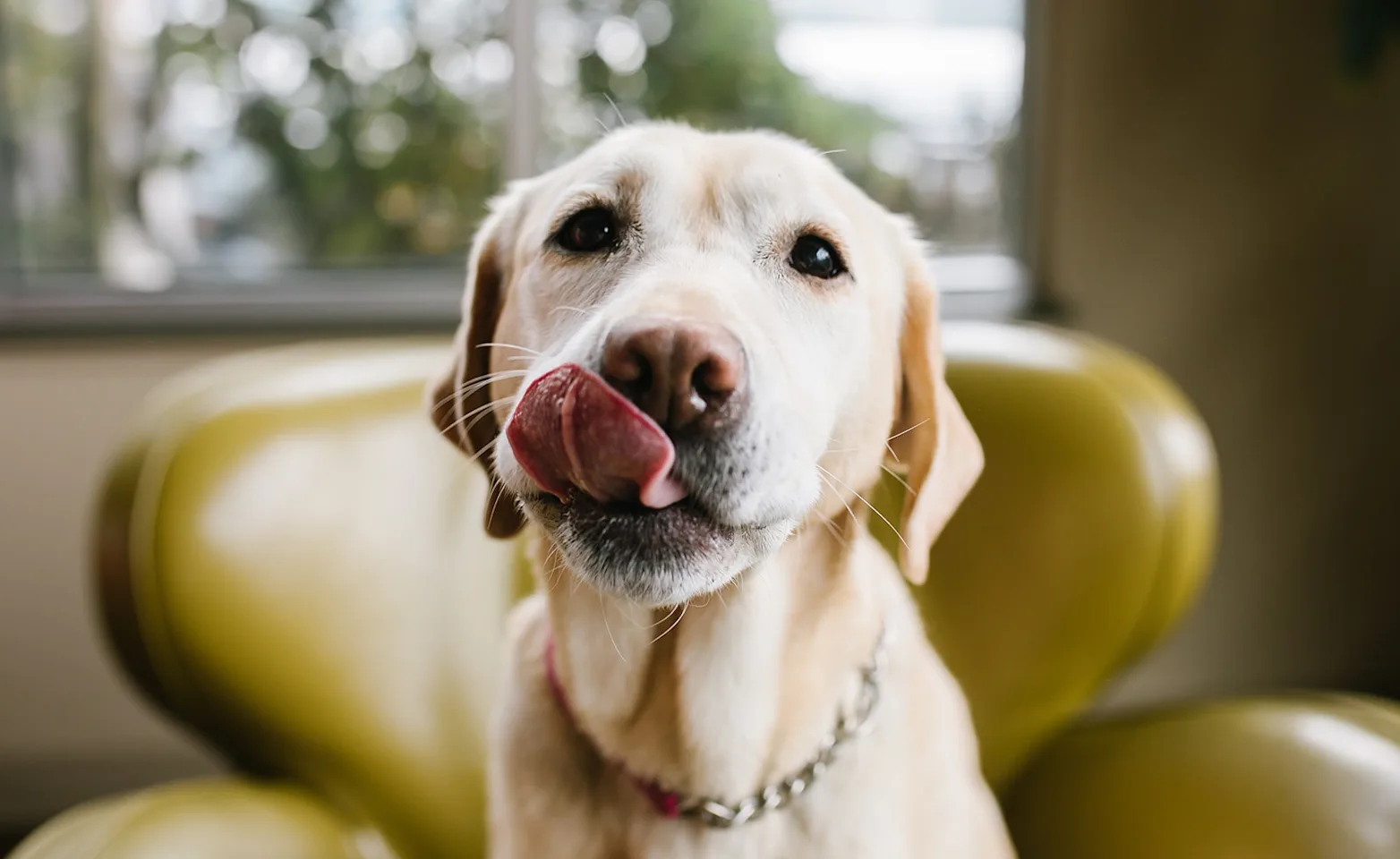 Dog sitting on a yellow chair with it's tongue out Dog sitting on a yellow chair with it's tongue out