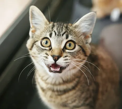 Cat meowing towards camera Cat meowing towards camera