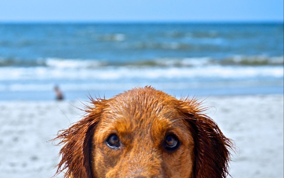 Extreme close up of a wet dog's face on the beach
