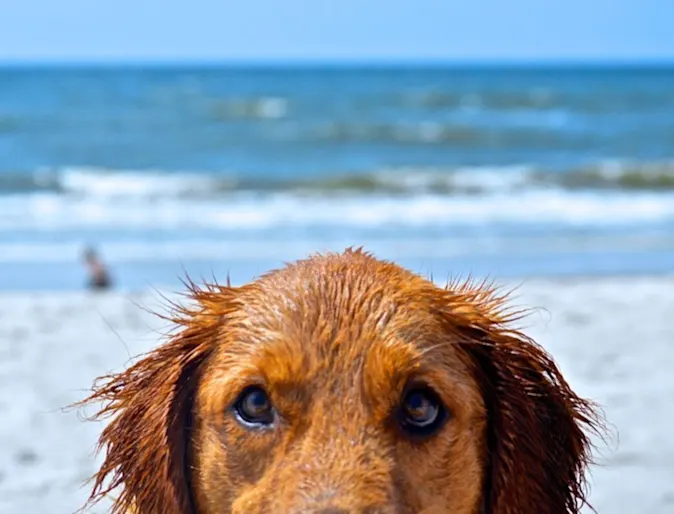 Extreme close up of a wet dog's face on the beach Extreme close up of a wet dog's face on the beach